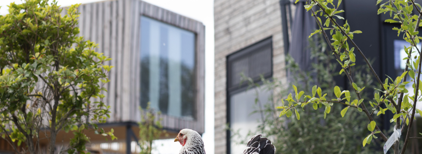Tiny houses, grote kansen: jouw rol als adviseur