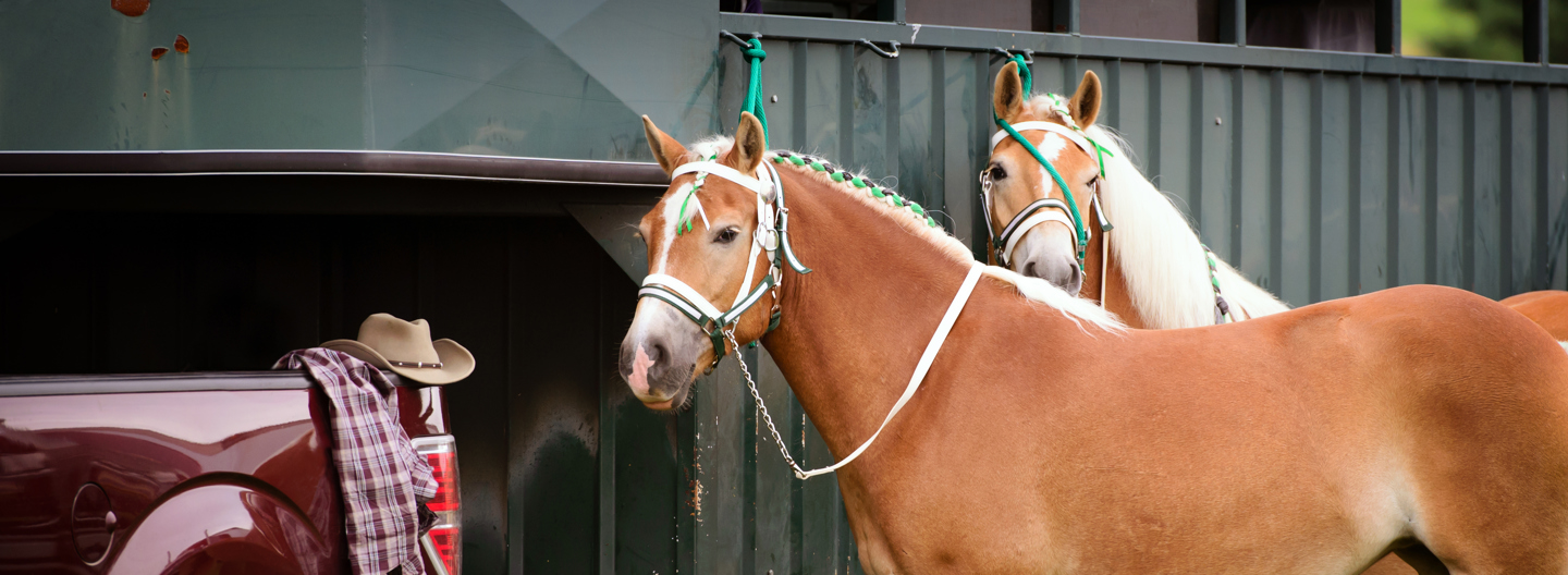 Kinderboerderij verzekering